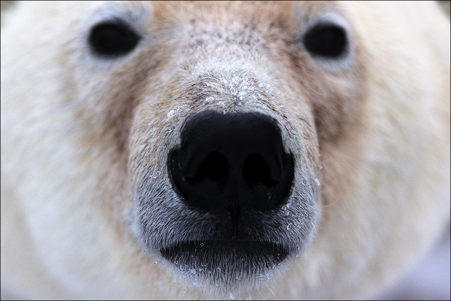 Wildlife04