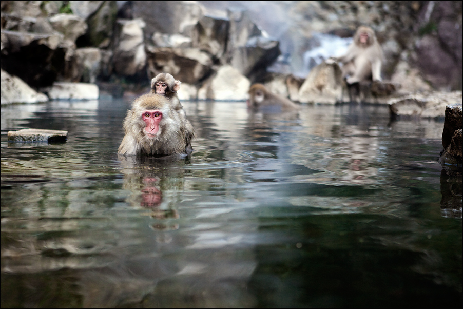 WILDLIFE