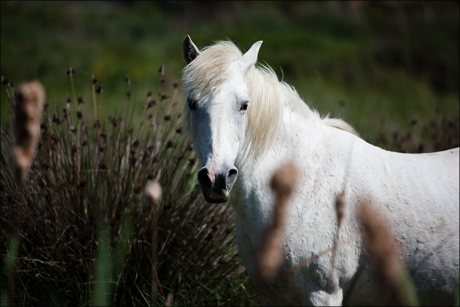Wildlife11